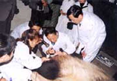 我國用冷凍精液人工授精繁殖大熊貓成功