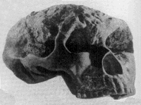 藍(lán)田猿人頭蓋骨發(fā)現(xiàn)