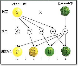 現代遺傳學奠基人孟德爾逝世