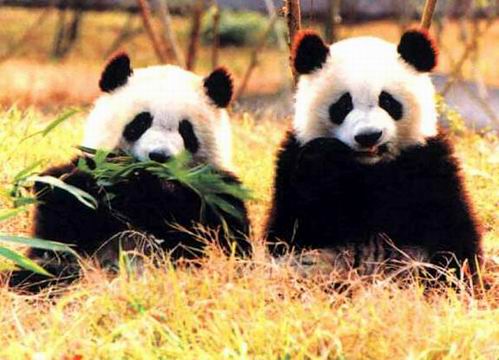 “熊貓之鄉(xiāng)”臥龍自然保護(hù)區(qū)建立
