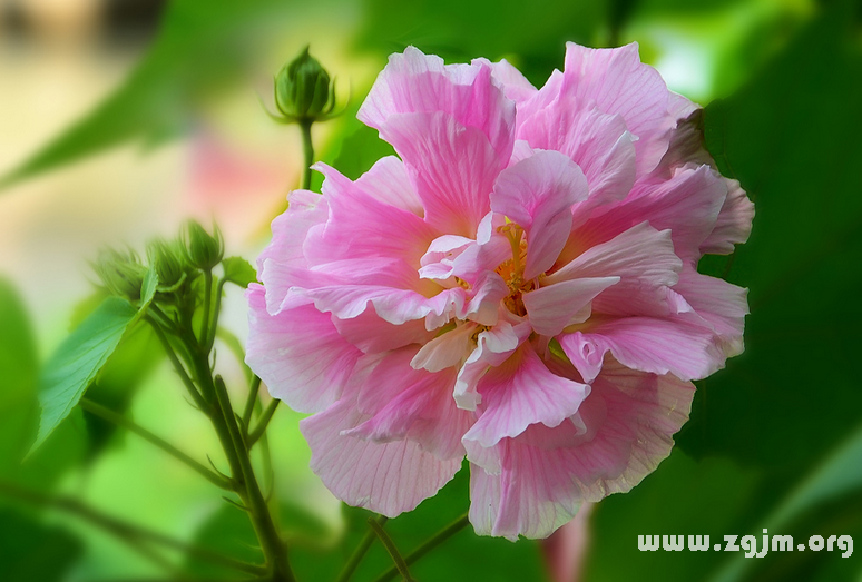 芙蓉花的花語(yǔ)