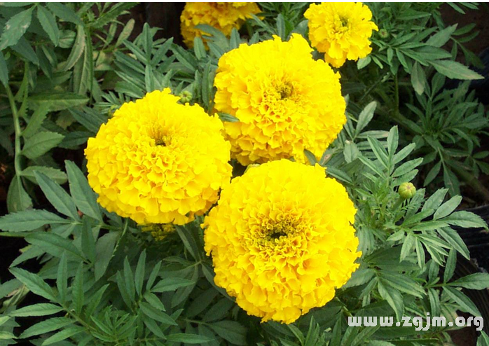 萬(wàn)壽菊的花語(yǔ)