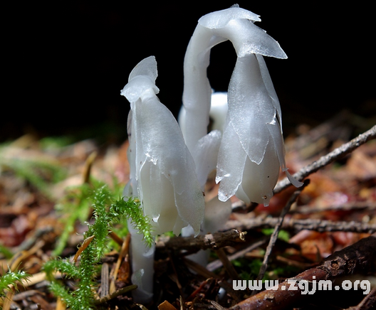 水晶蘭花語(yǔ)