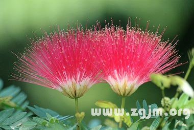 合歡花花語(yǔ)