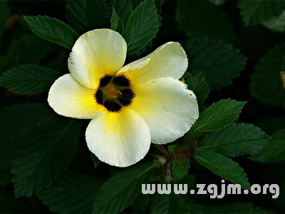 時(shí)鐘花的花語