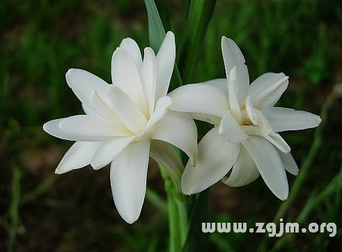 晚香玉花語(yǔ)