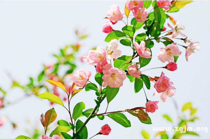 海棠花的花語(yǔ)