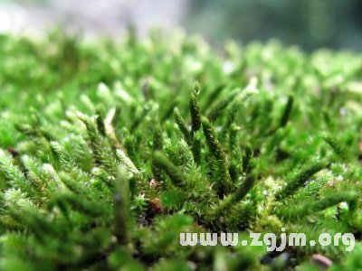 螺旋蘚苔的花語