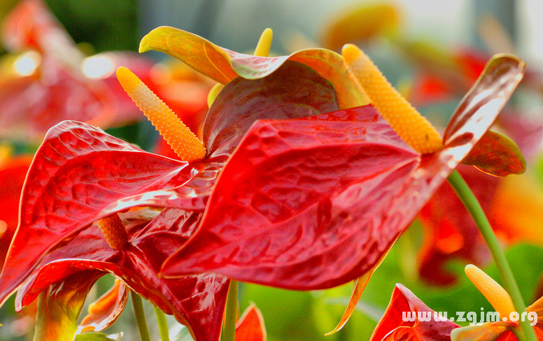紅掌的花語(yǔ)