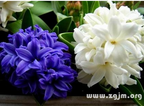 風(fēng)信子的花語