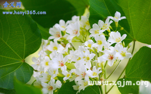 油桐花的花語(yǔ)