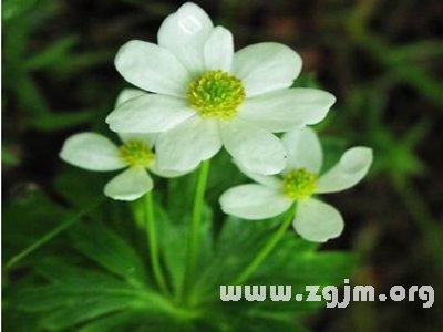 葶藶花語