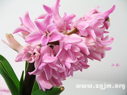 風(fēng)信子的花語