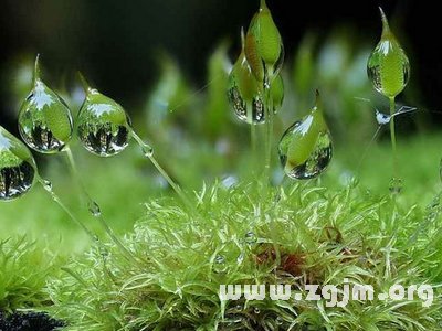 螺旋蘚苔的花語