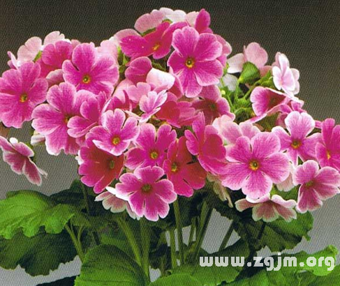  櫻花草的花語