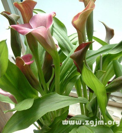 水芋的花語(yǔ)