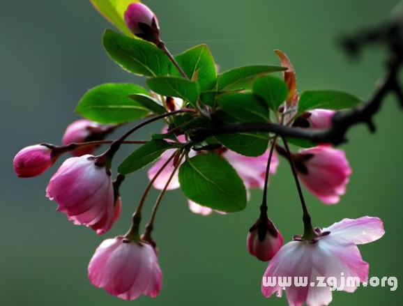 垂絲海棠花語(yǔ)