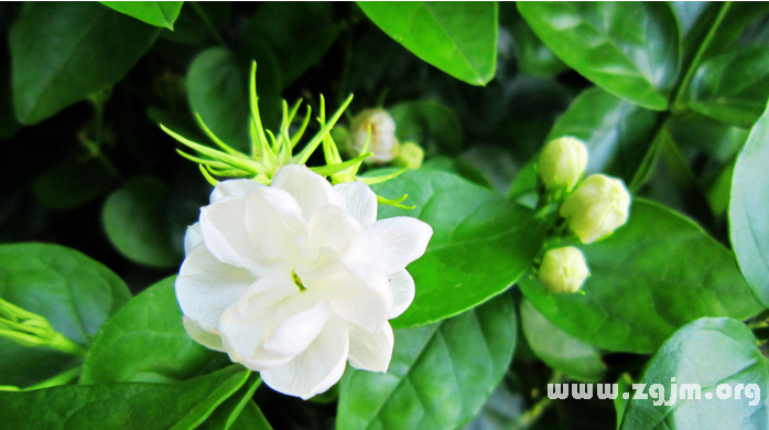 茉莉花的花語