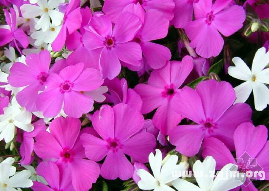 西洋薇花語(yǔ)