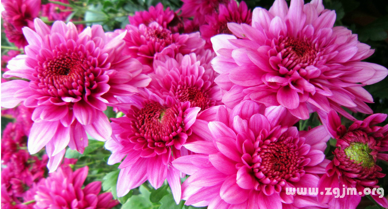 菊花的花語(yǔ)