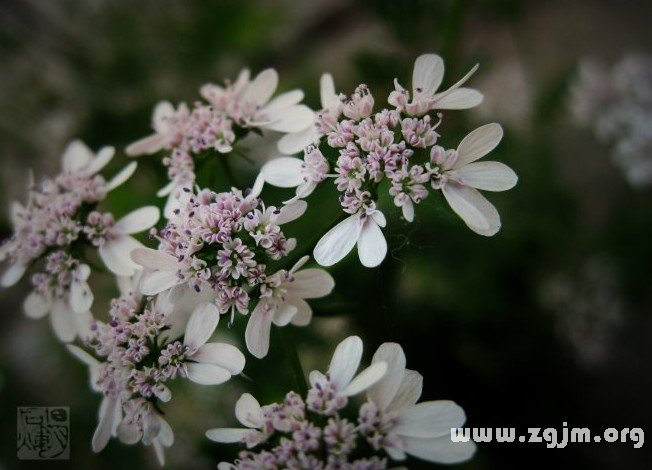 大茴香的花語
