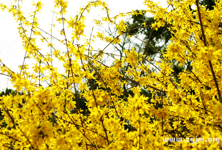 迎春花花語(yǔ)