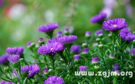 紫苑花的花語(yǔ)