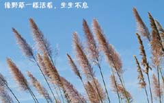 生命如野草般堅強:“低分女”在世界500強做高級白領