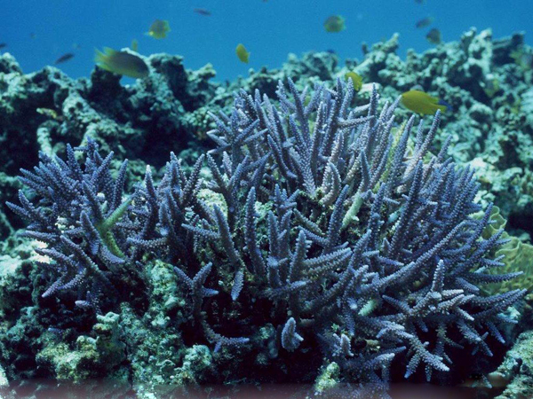 世界海洋之最：最大最深的海——珊瑚海(圖)