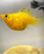 金瑪麗魚