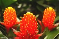 菠蘿花