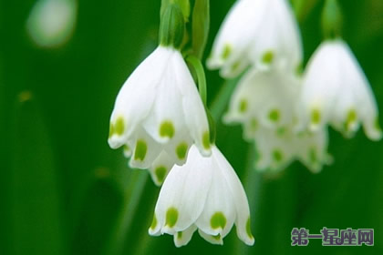 12月29日花語：白色石南，生日花語持久