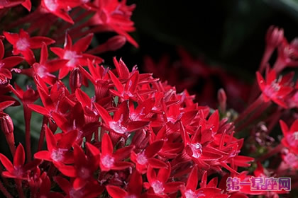 12月20日生日花語：雨傘花，生日花語正統(tǒng)性