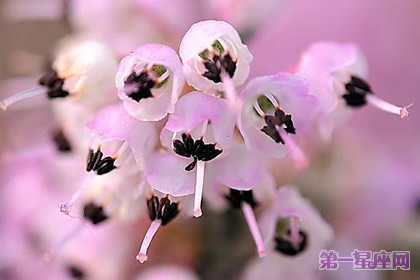12月19日花語：歐石南，生日花語惡女