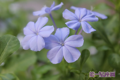 藍雪花