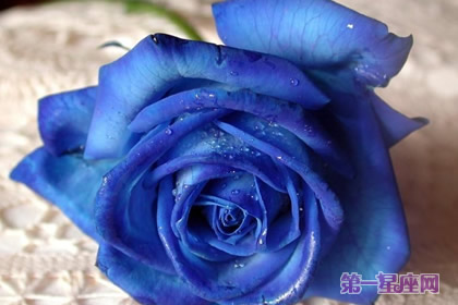 藍色薔薇