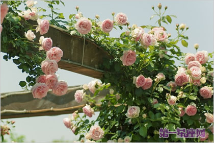 薔薇