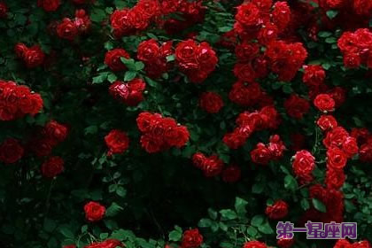 深紅薔薇