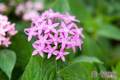 12月31日花語：雨傘花，生日花語偉業(yè)