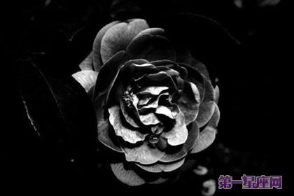 黑薔薇