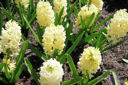 黃色風(fēng)信子花語