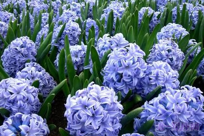 水色風信子的花語是什么？