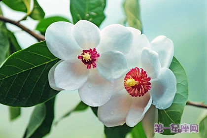 天女花的花語：勤勞、善良