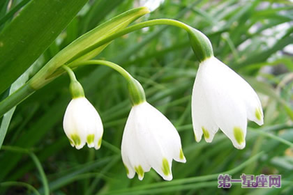 雪片蓮花語：新生、純潔的心