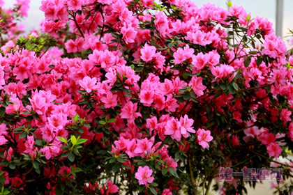 中國十大名花的傳統(tǒng)花卉