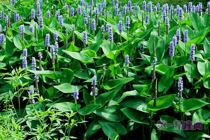 不常見的花：梭魚草的花語是什么？