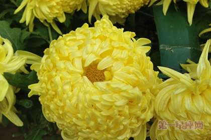 植物花語：冬菊的花語是什么？
