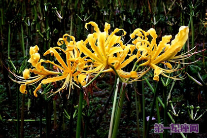 花語傳說：忽地笑的花語和傳說