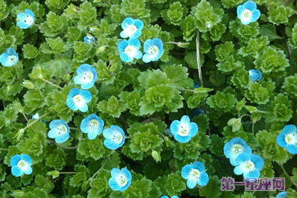 婆婆納的花語和象征代表意義：健康