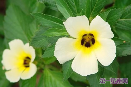 11月19日花語：時鐘花，生日花語高貴